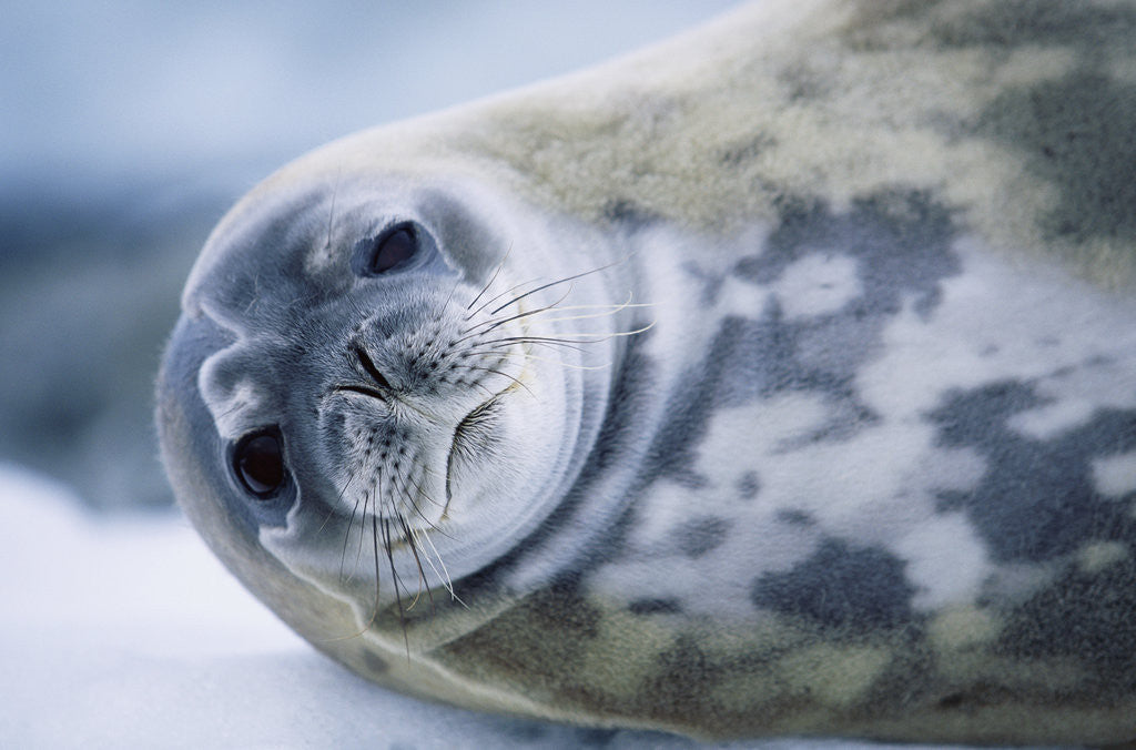 Detail of Weddell Seal by Anonymous