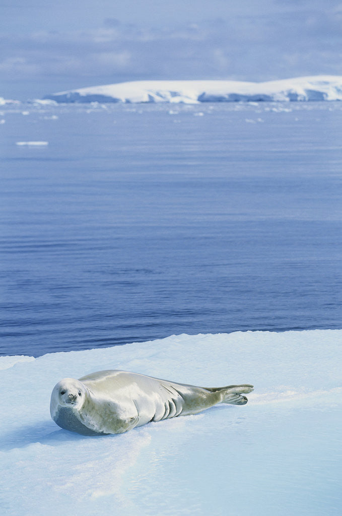 Detail of Weddell Seal Resting on Iceberg by Anonymous