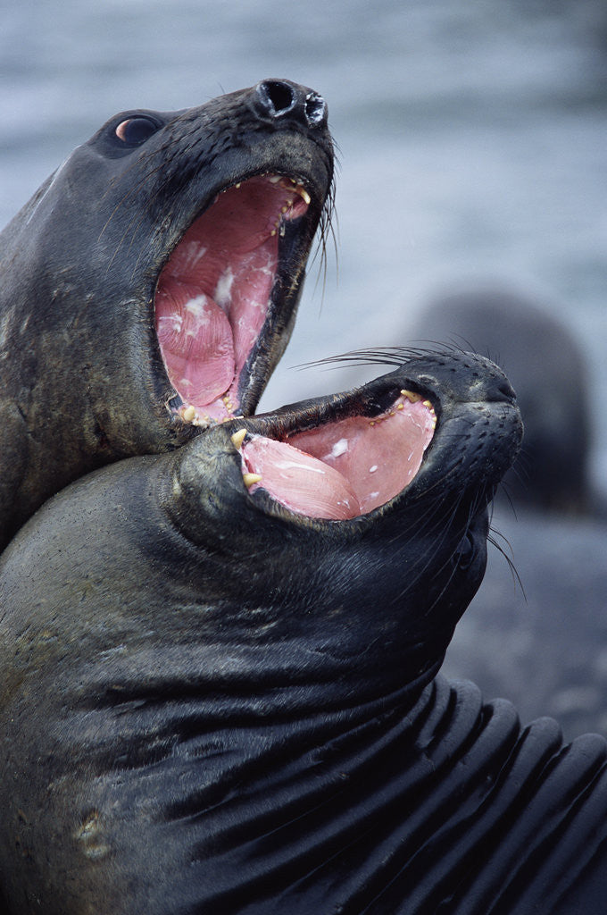 Detail of Elephant Seals Sparing by Corbis