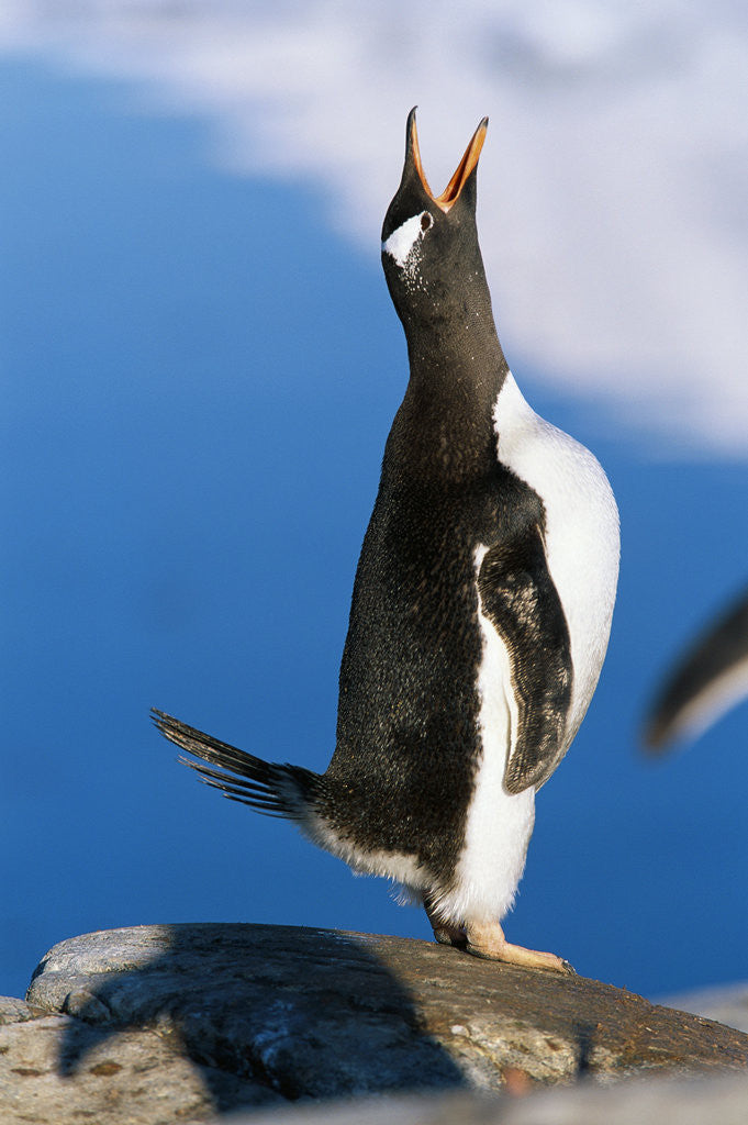 Detail of Gentoo Penguin Calling by Anonymous