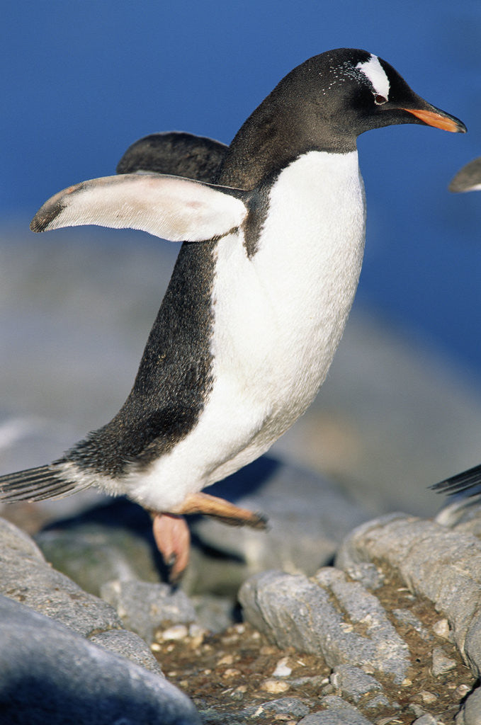 Detail of Gentoo Penguin Stretching Wings by Anonymous