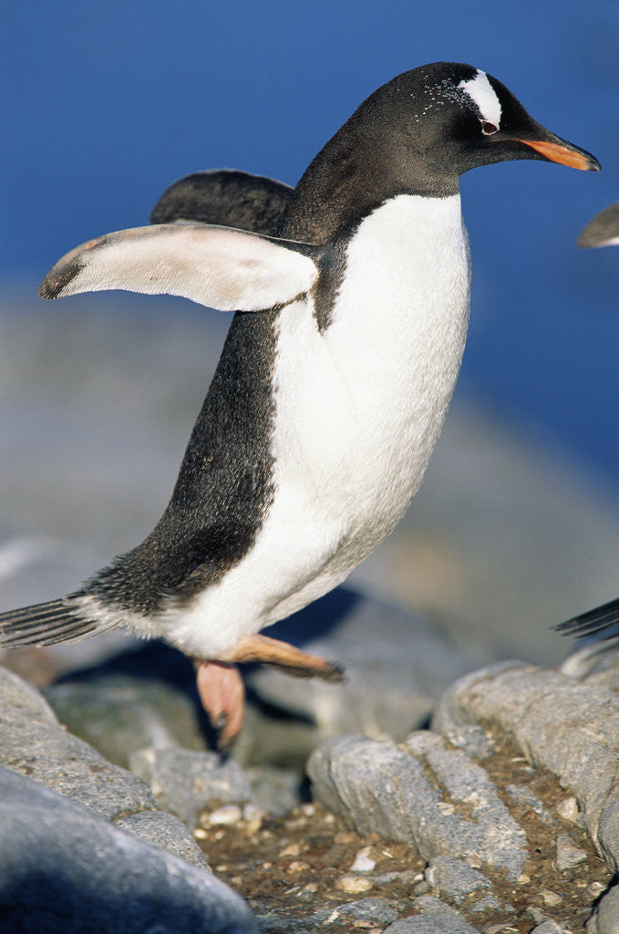 Detail of Gentoo Penguin Stretching Wings by Corbis