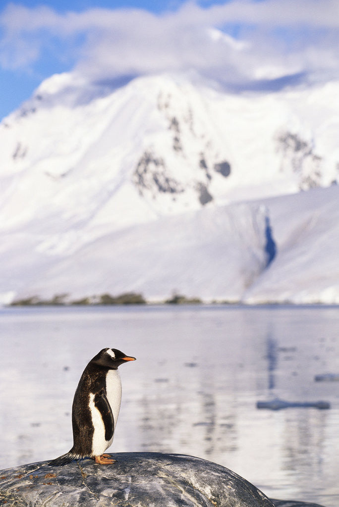 Detail of Gentoo Penguin by Anonymous