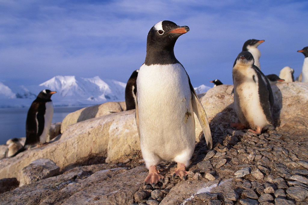 Detail of Gentoo Penguins by Anonymous