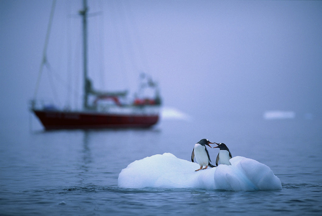 Detail of Gentoo Penguins Perching on Small Iceberg by Corbis
