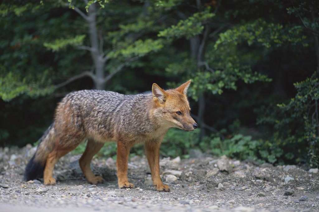 Detail of Patagonian Culpeo Fox Being Cautious by Corbis