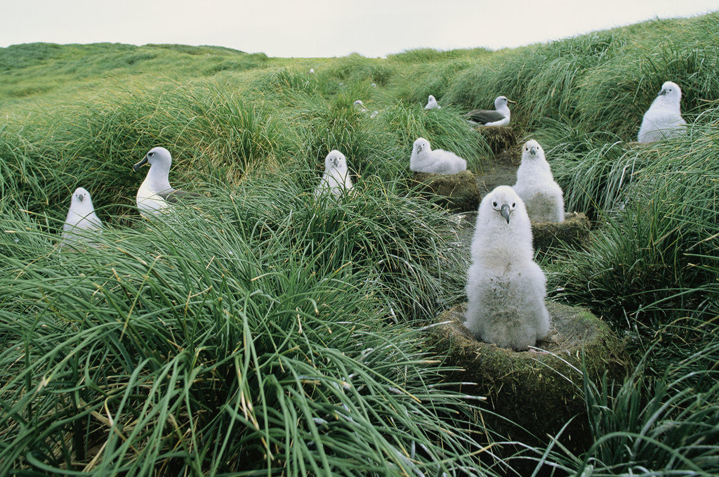 Detail of Gray-Headed Albatross Chicks Waiting in Nests by Anonymous