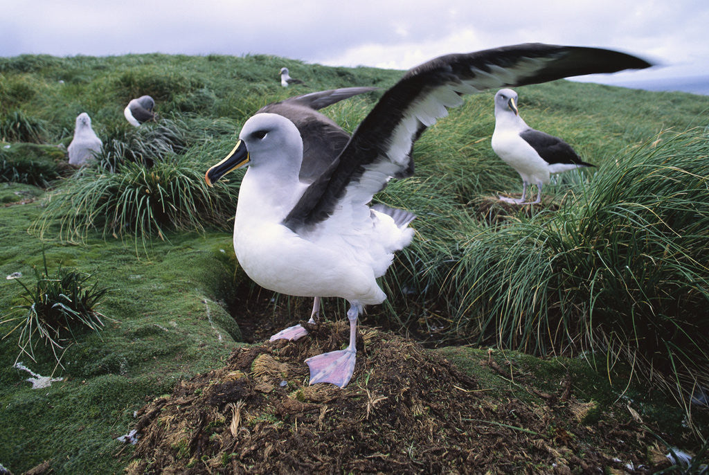 Detail of Gray-Headed Albatross Stretching Both Wings by Anonymous