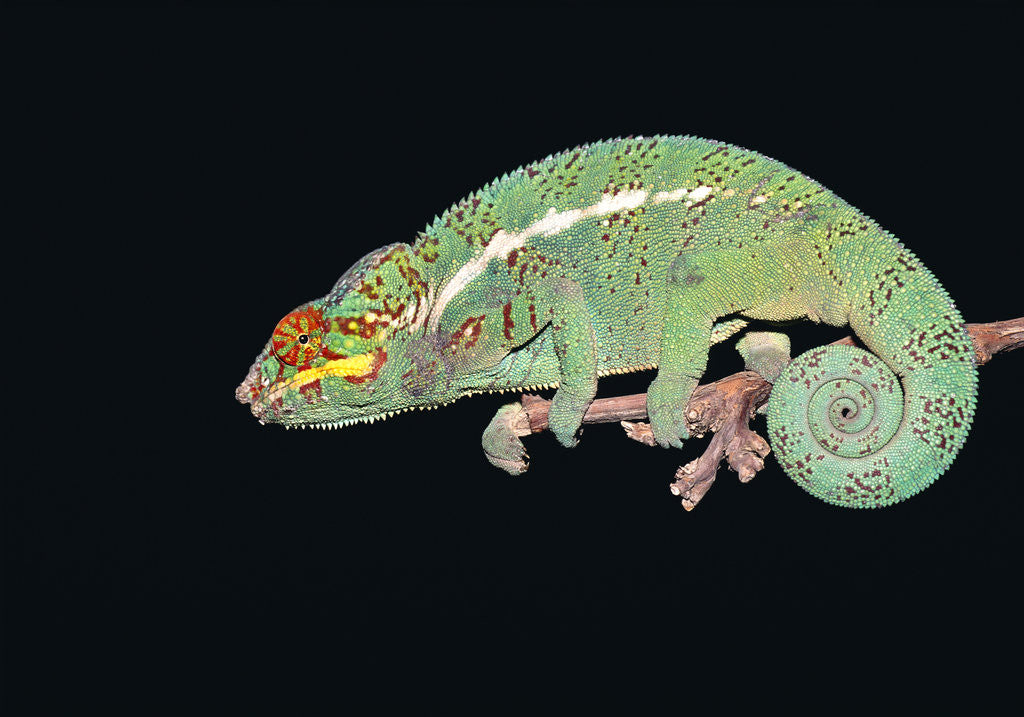 Detail of Panther Chameleon Clinging to Branch by Anonymous