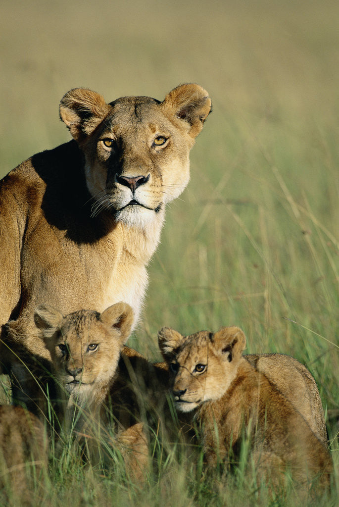 Detail of Lioness Sitting with Cubs by Anonymous