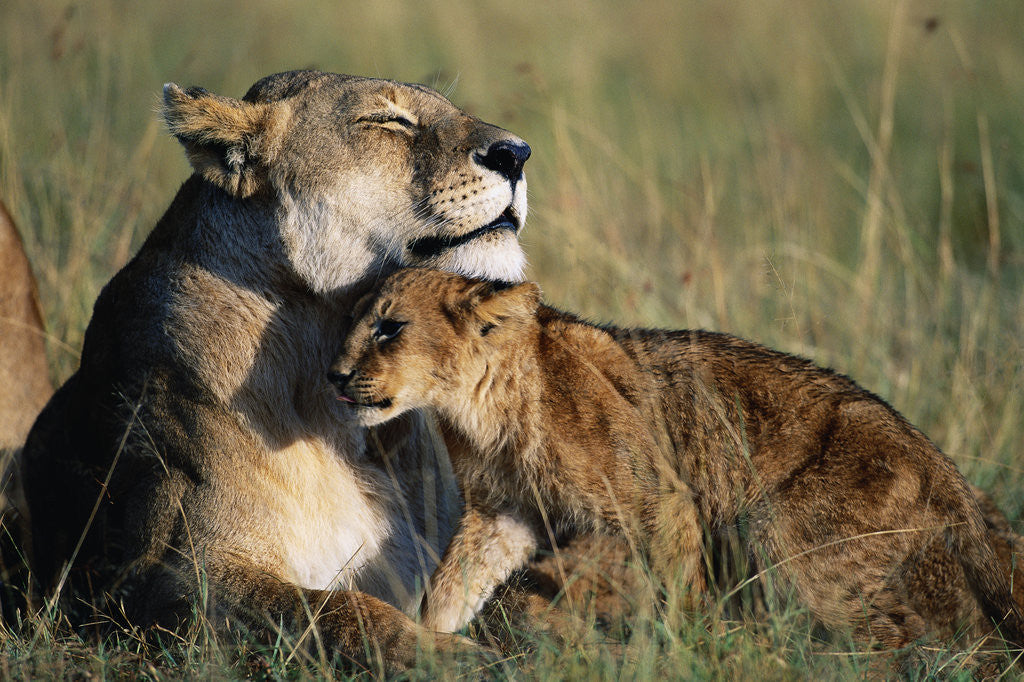 Detail of Lioness and Cub Resting on the Savanna by Anonymous