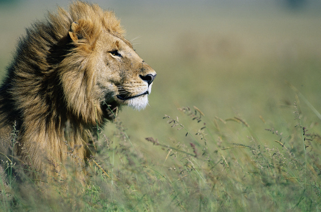 Detail of Male Lion in Tall Grass by Anonymous