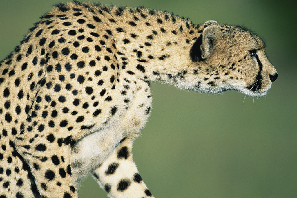 Detail of Alert Cheetah by Anonymous