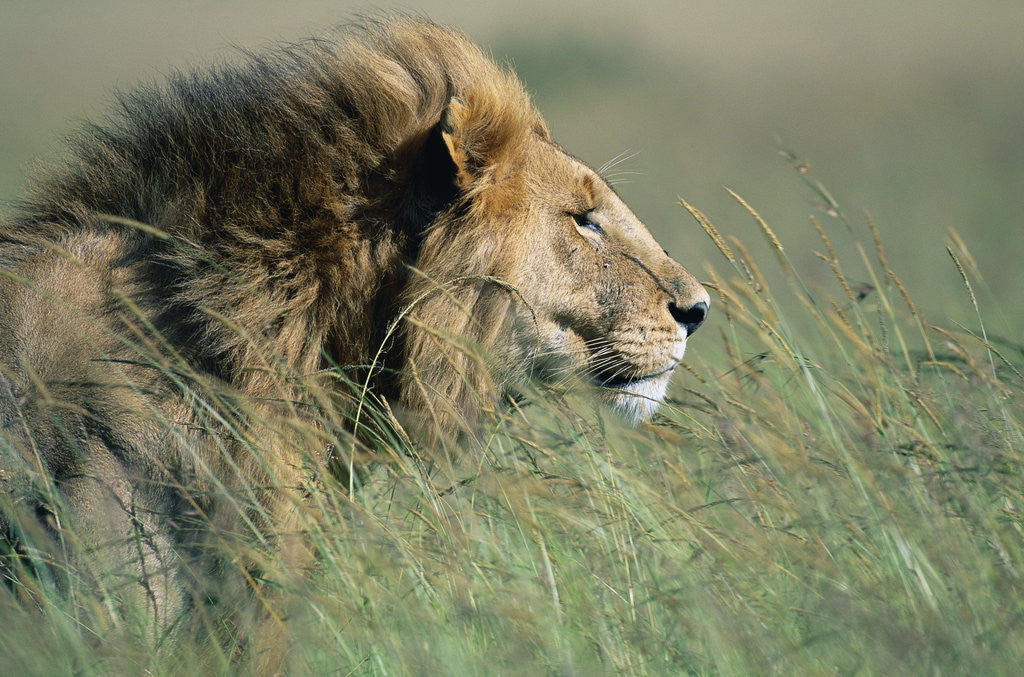 Detail of Male Lion Resting in Grass by Anonymous