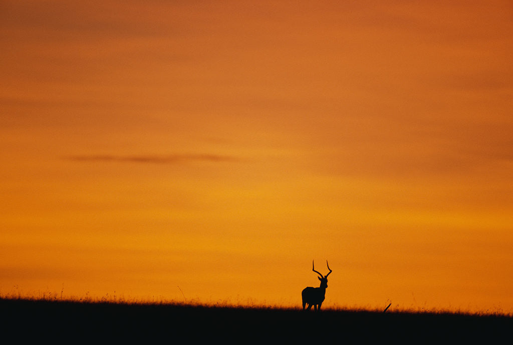 Detail of Impala Silhouette at Sunrise by Anonymous