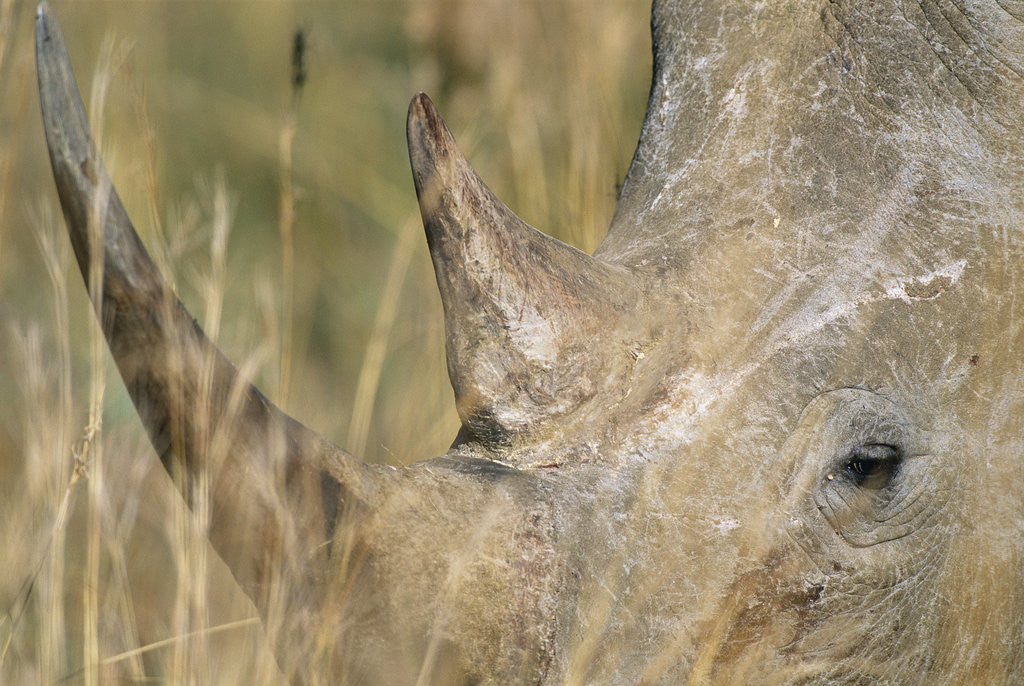 Detail of White Rhinoceros by Anonymous