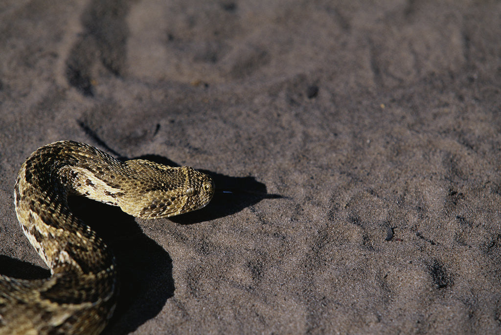 Detail of Puff Adder on Sand by Anonymous
