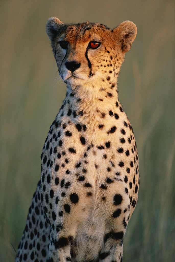 Detail of Cheetah Sitting in Grass by Corbis