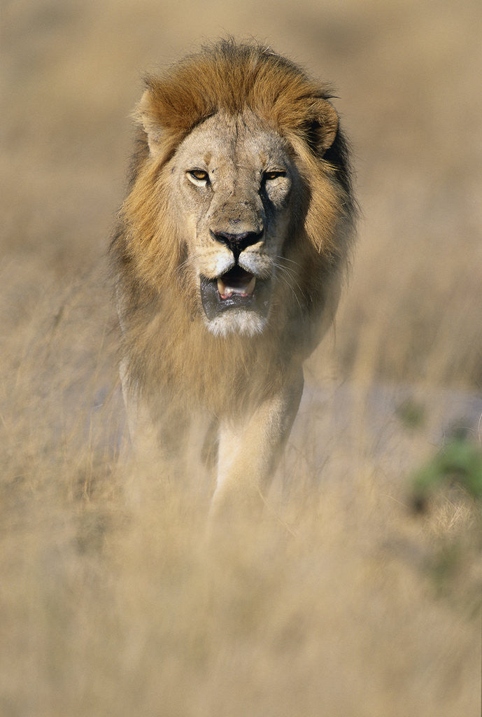 Detail of Male Lion Walking Through Grass by Anonymous