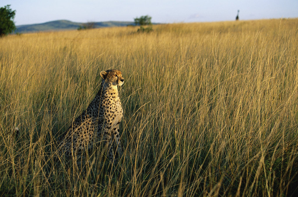 Detail of Cheetah Sitting in Tall Grass by Corbis