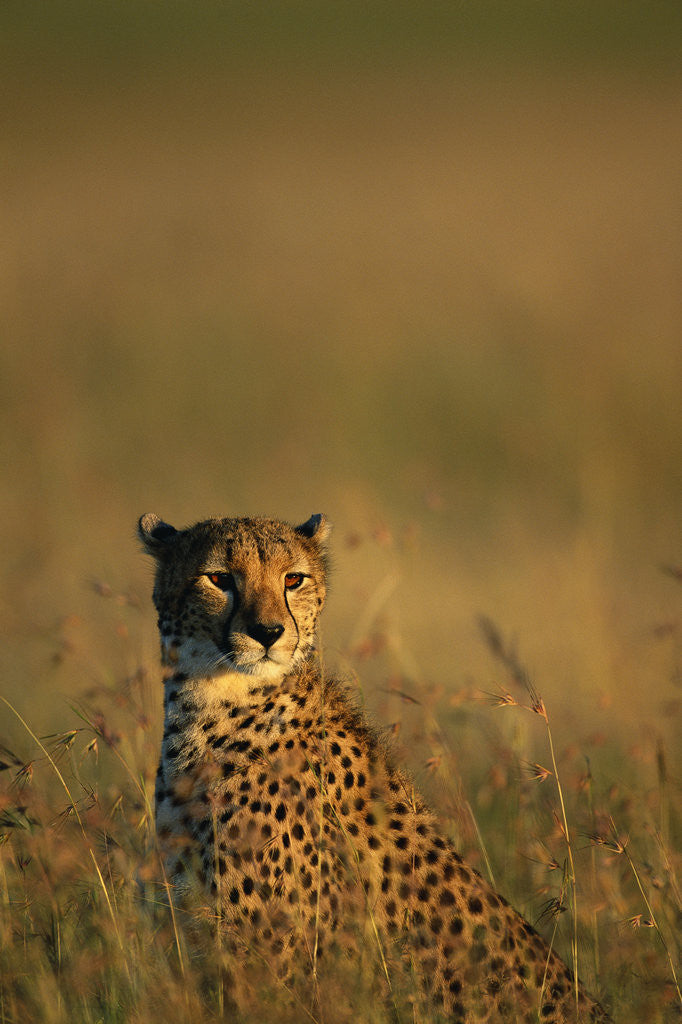 Detail of Cheetah Sitting in Tall Grass by Anonymous