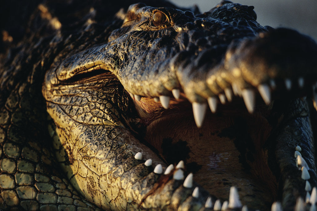 Detail of Nile Crocodile with Open Mouth by Corbis