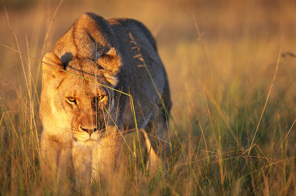 Detail of Lioness Walking Through Grass by Anonymous