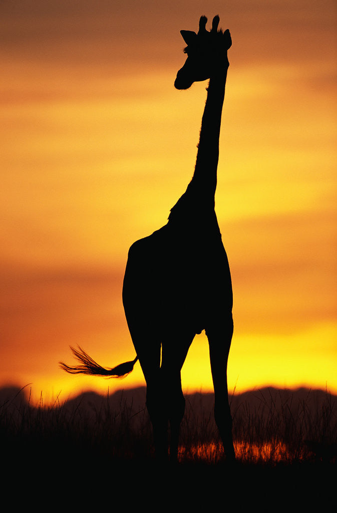Detail of Giraffe Silhouetted at Sunset by Anonymous