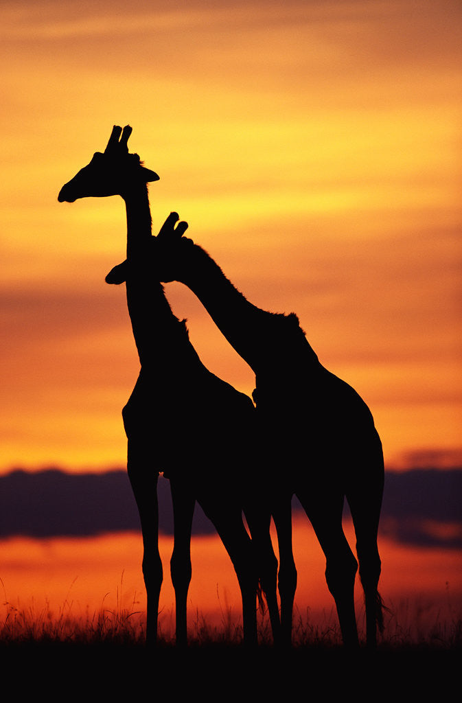 Detail of Giraffes Silhouettes at Sunset by Corbis