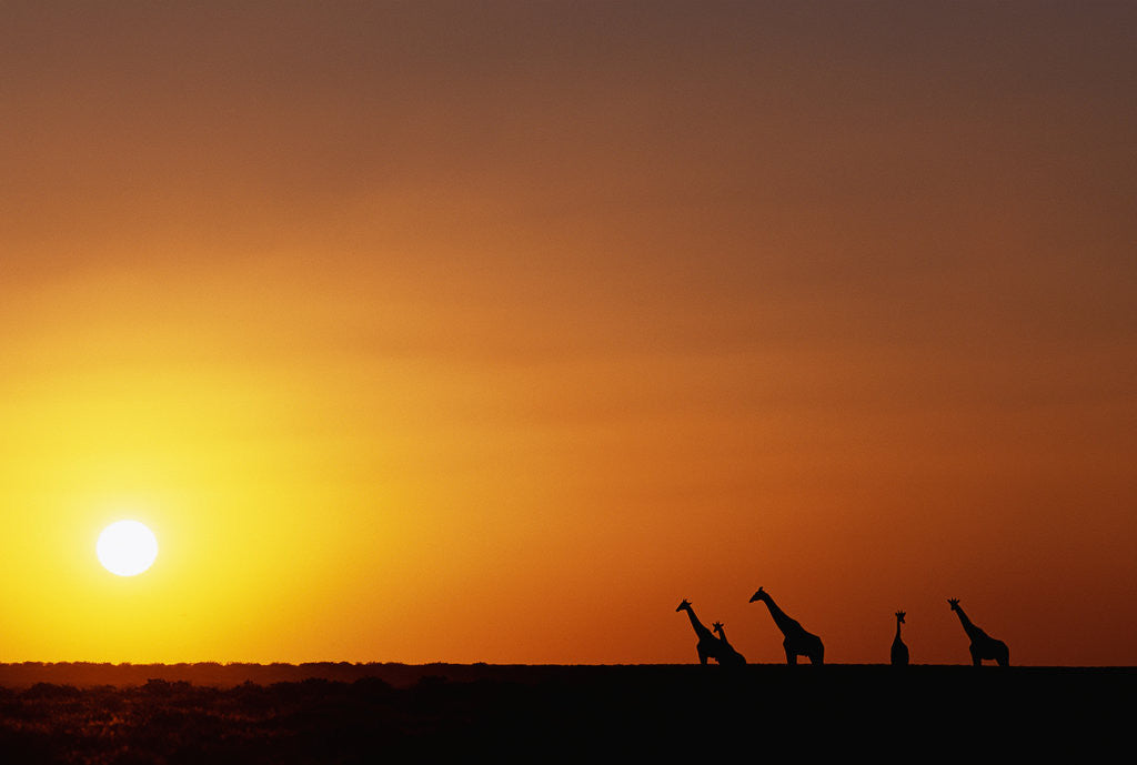 Detail of Giraffe Herd at Sunset by Anonymous