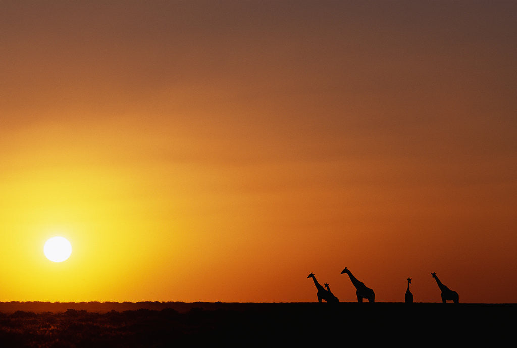 Detail of Giraffe Herd at Sunset by Corbis