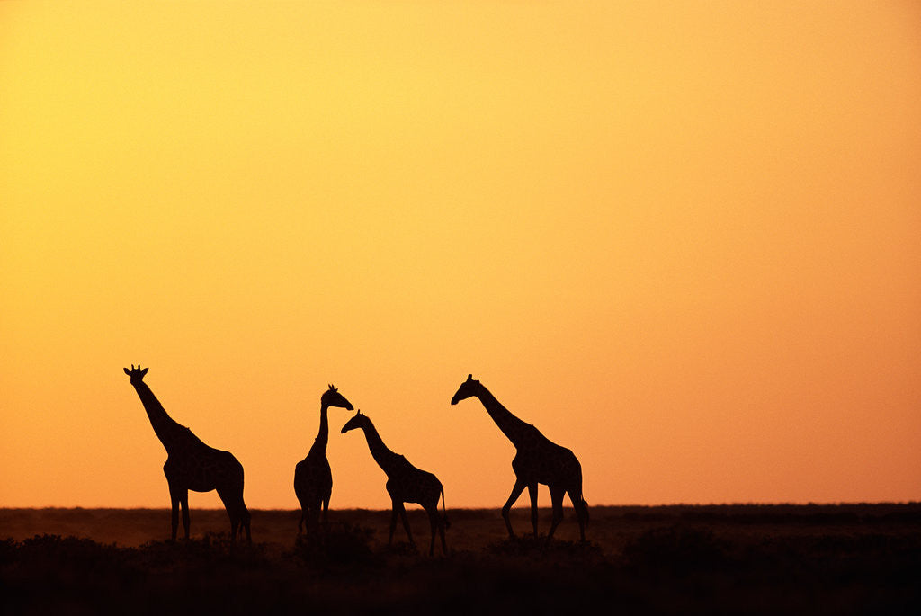 Detail of Giraffe Herd at Sunset by Anonymous