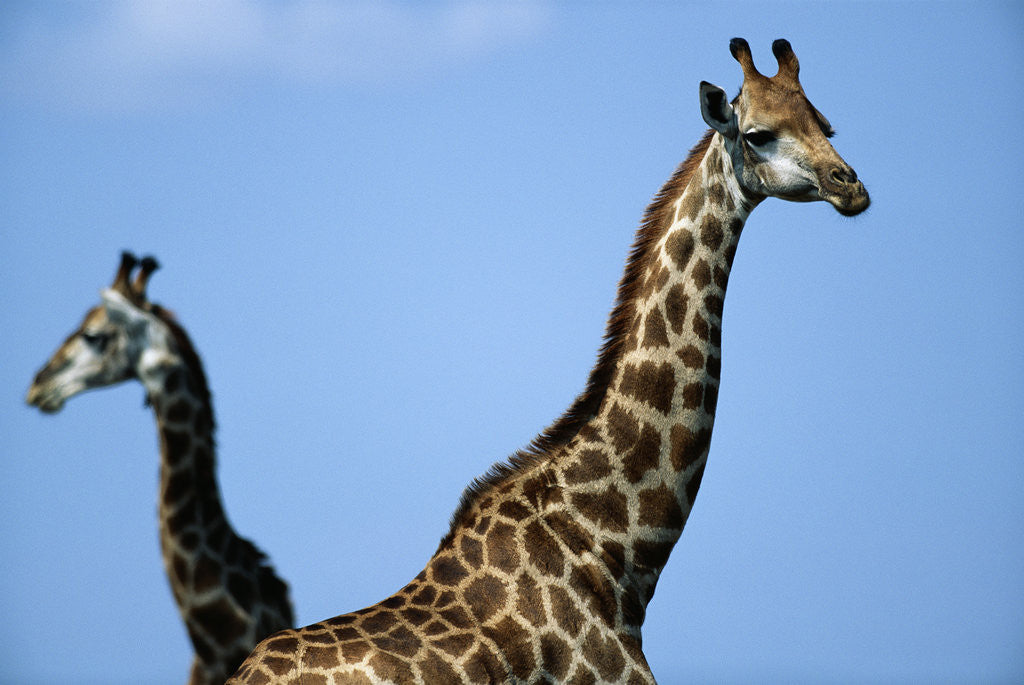 Detail of Two Giraffes Under Blue Sky by Anonymous