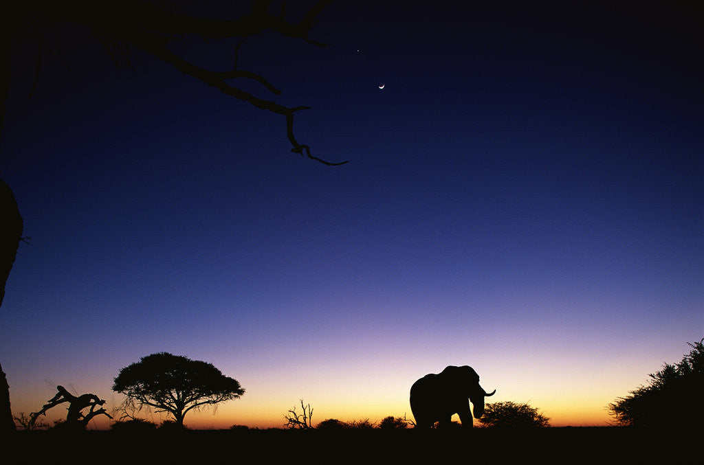 Detail of Elephant Walking Along Savuti Marsh at Dawn by Corbis