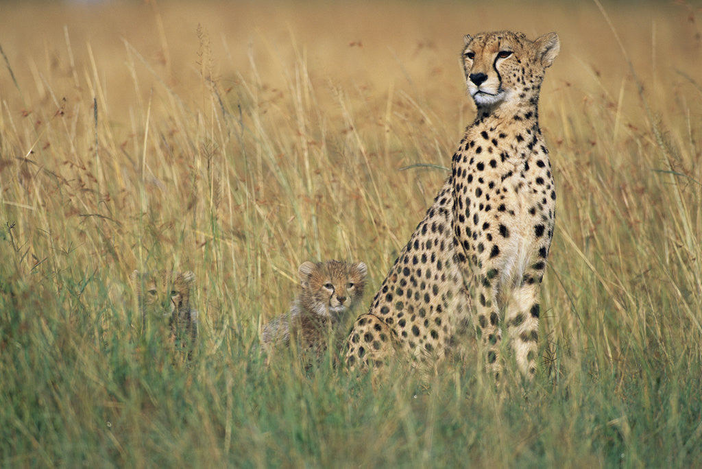 Detail of Cheetah with Cubs in Tall Grass by Anonymous