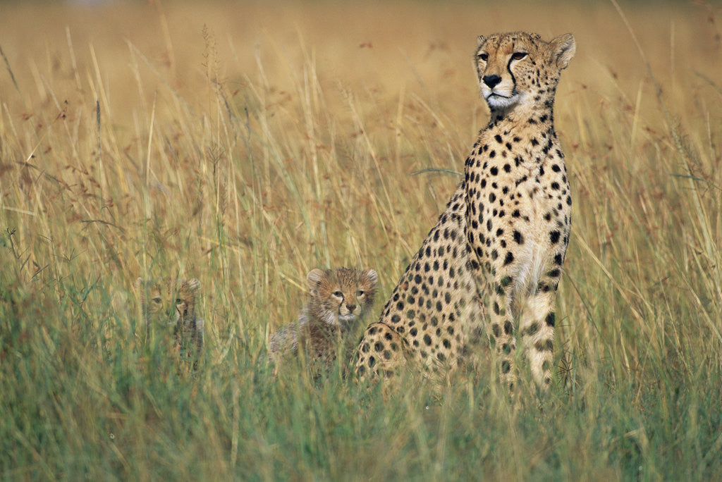 Detail of Cheetah with Cubs in Tall Grass by Corbis