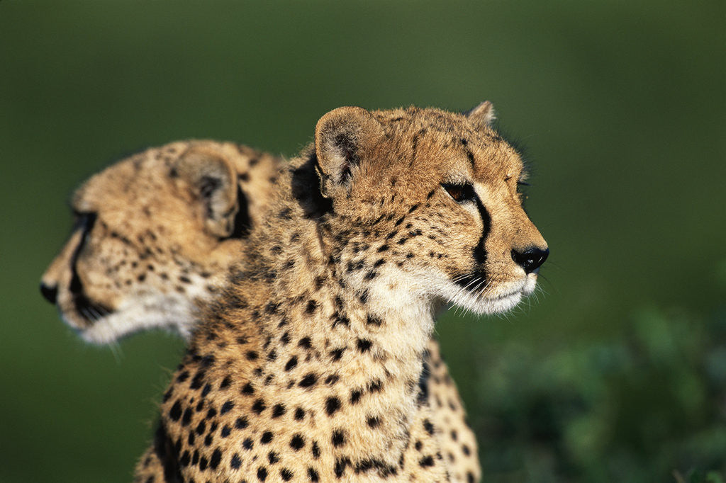 Detail of Two Cheetahs by Anonymous