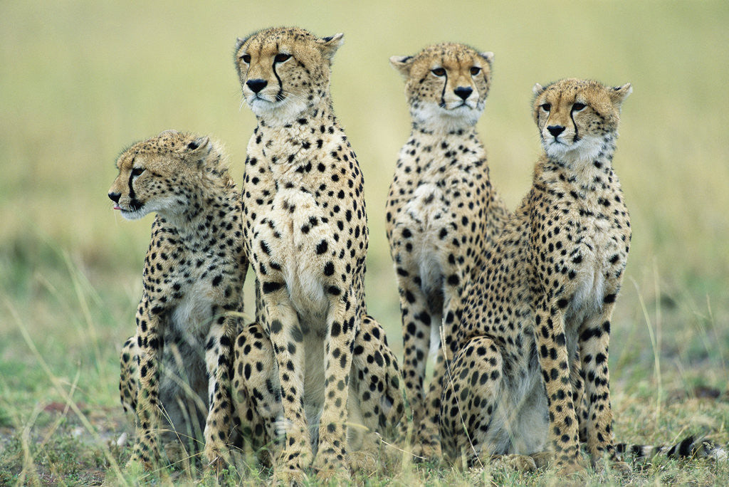 Detail of Four Cheetahs by Anonymous