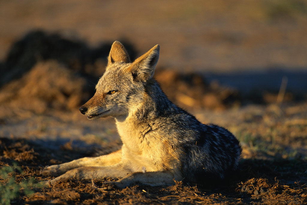 Detail of Blackbacked Jackal at Dawn by Anonymous