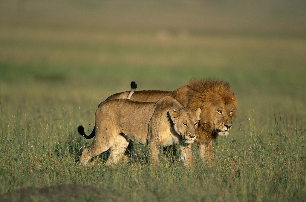 Detail of Male and Female Lion in Grass by Anonymous