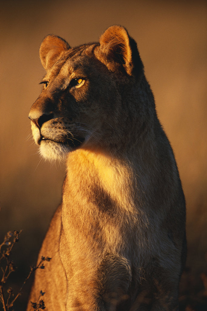 Detail of Female Lion by Anonymous