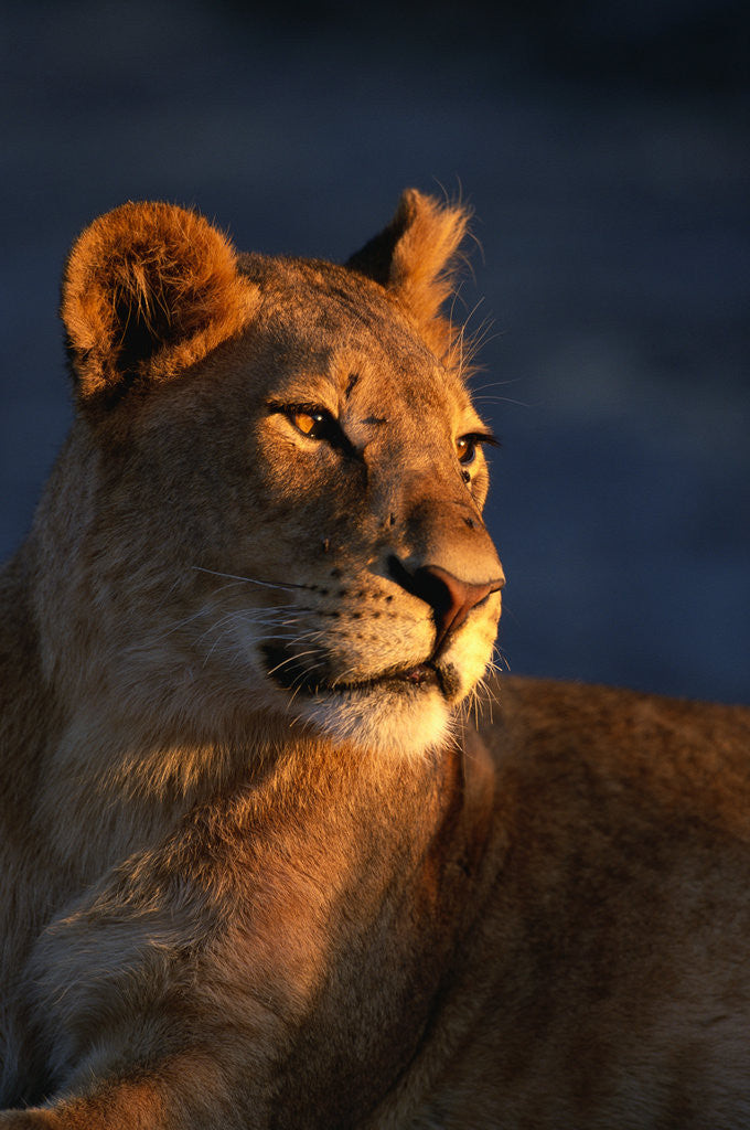 Detail of Female Lion by Anonymous