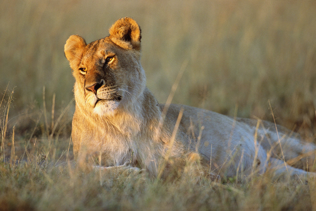 Detail of Female Lion Resting by Anonymous