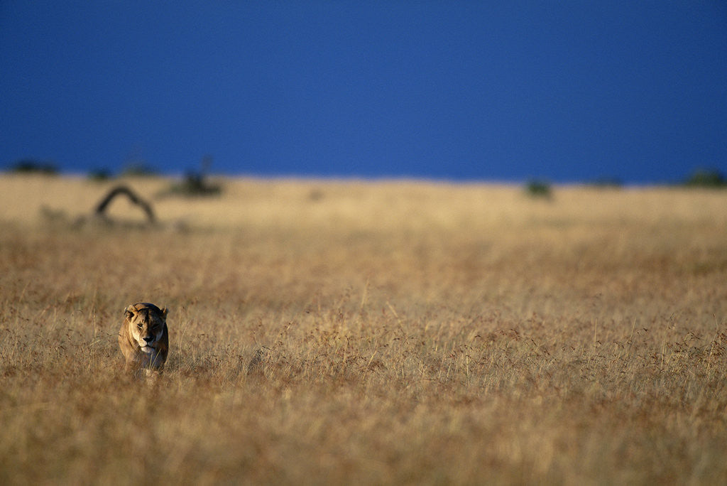 Detail of Lone Lioness in Savanna by Corbis