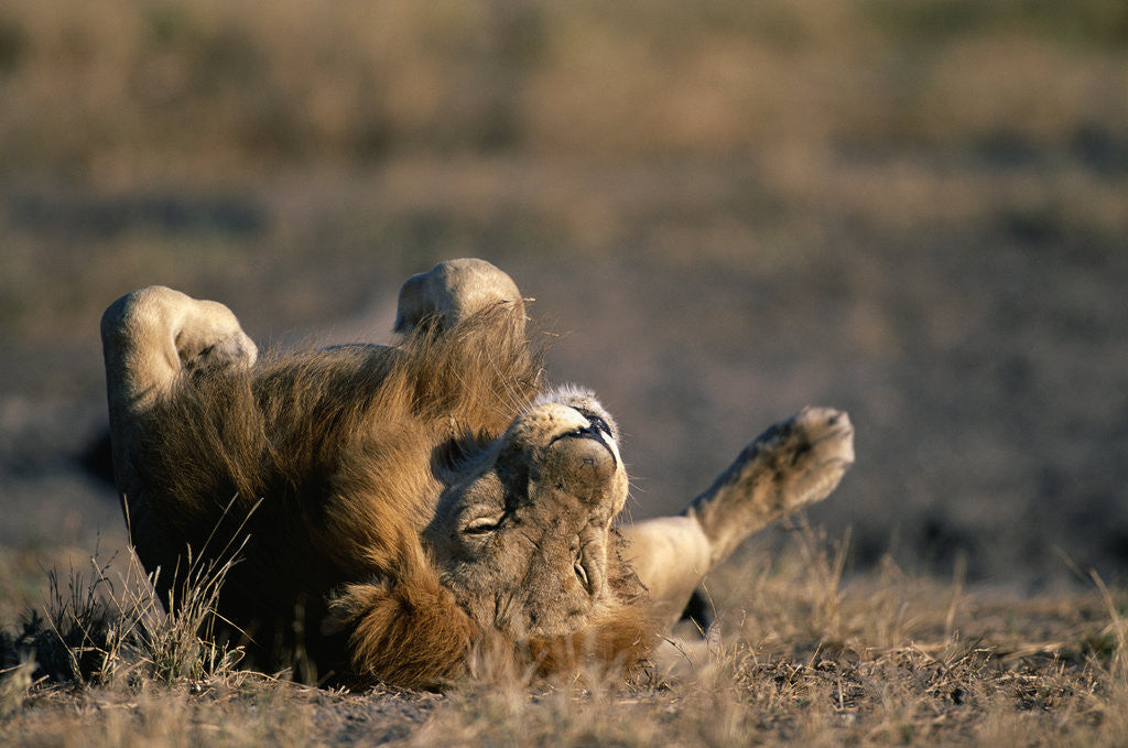 Detail of Lion Resting on Back by Anonymous