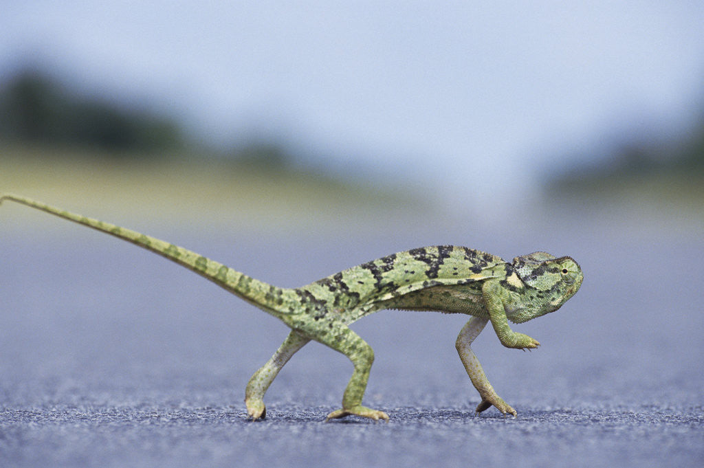 Detail of Flap-Necked Chameleon Runs Across a Road by Anonymous