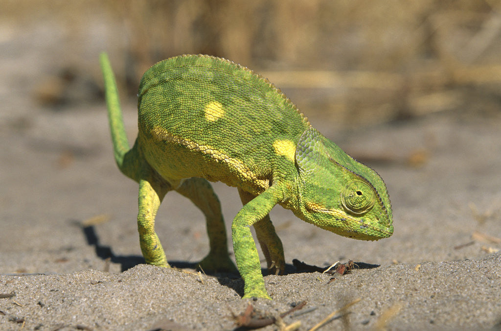 Detail of Flap-Necked Chameleon by Anonymous