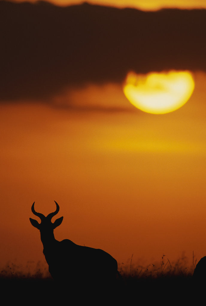 Detail of Topi Antelope Silhouette at Sunrise by Anonymous