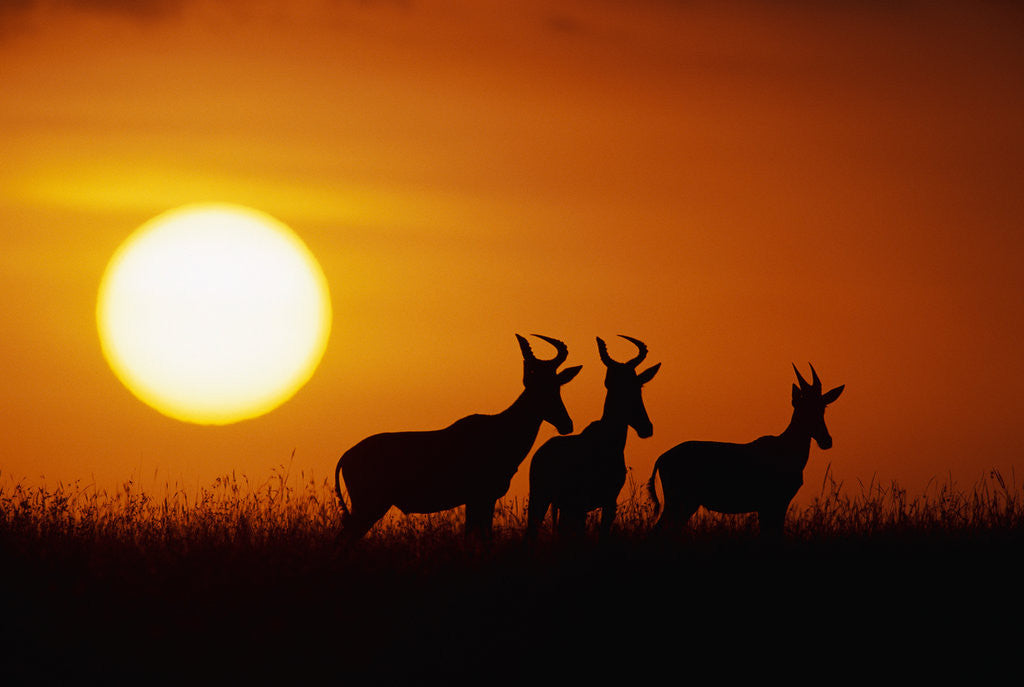 Detail of Topi Antelope Silhouettes at Sunrise by Anonymous