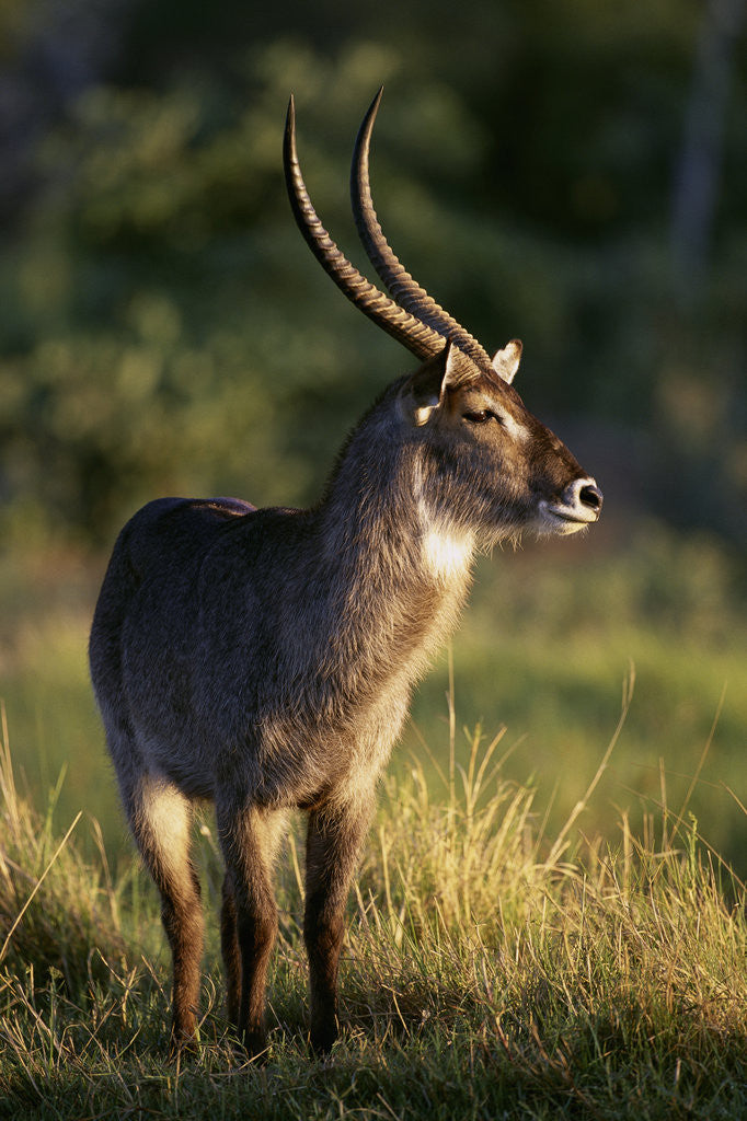 Detail of Waterbuck Standing in Grass by Anonymous